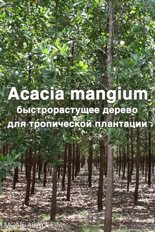 Acacia mangium - быстрорастущее дерево для тропической плантации